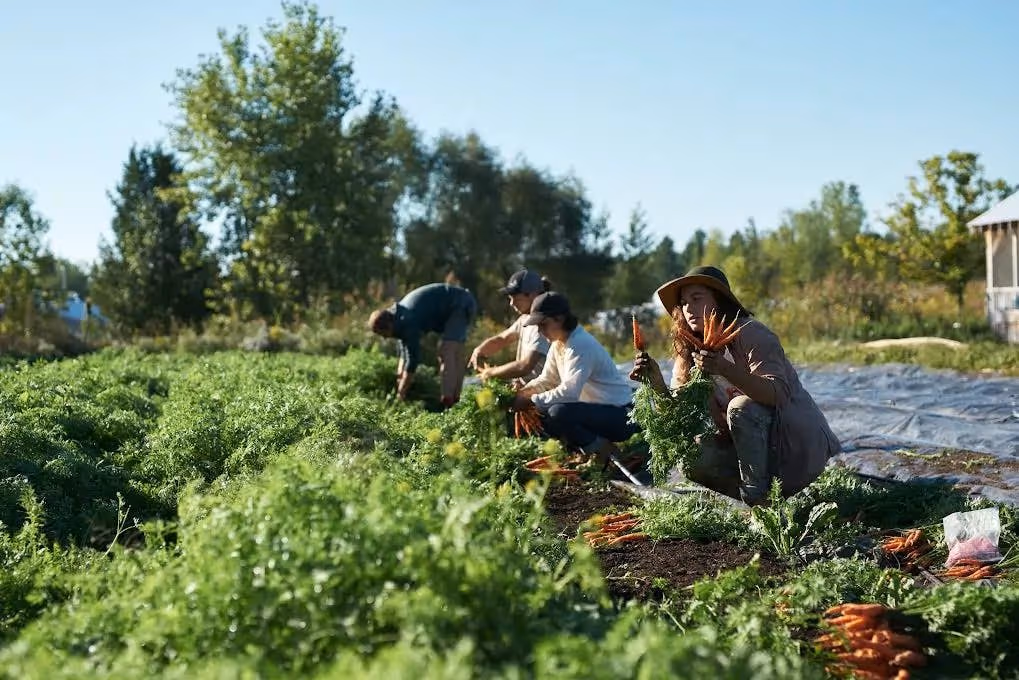 Four people are shown in a field harvesting carrots. 