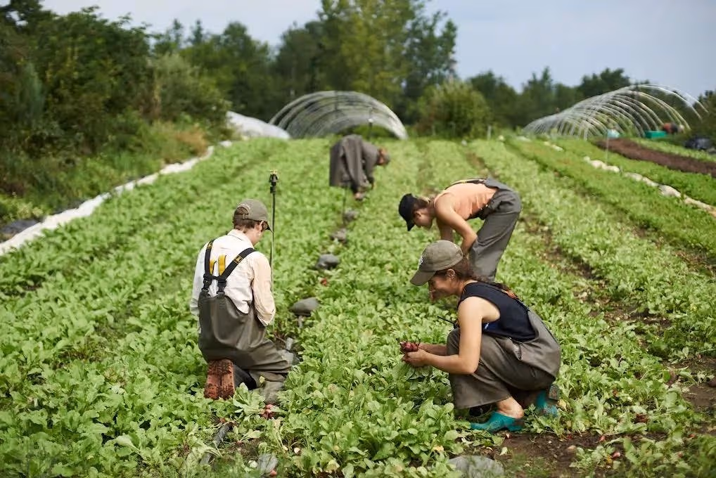 Four people working in a field on a farm. 